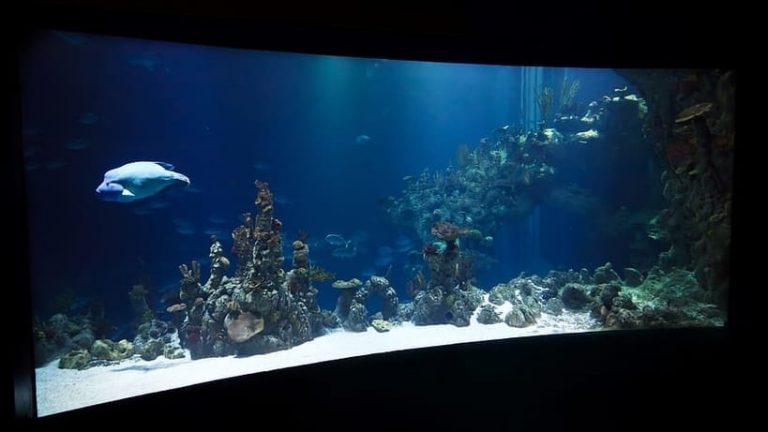 Best Aquarium Lighting for Fish Color