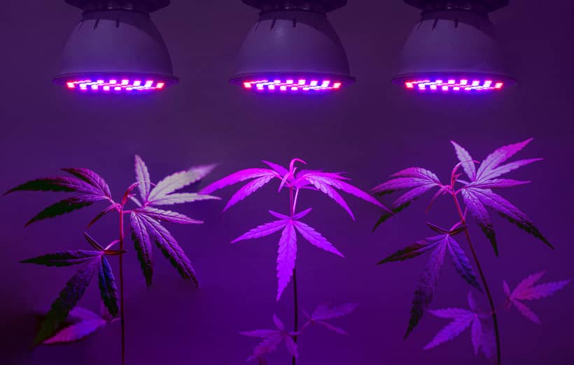 Top 10 Best LED Light for 4X4 Grow Tent Review 2021 » The Observer Tree