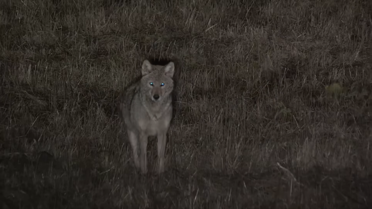 Best Light for Coyote Hunting at Night Review