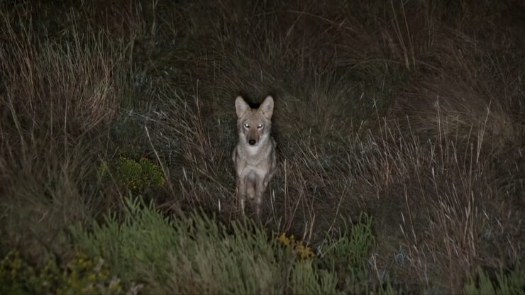 hunting coyote at night