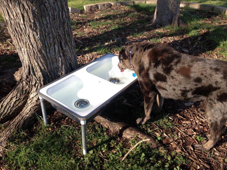 Outdoor Food and Water Bowls dogs