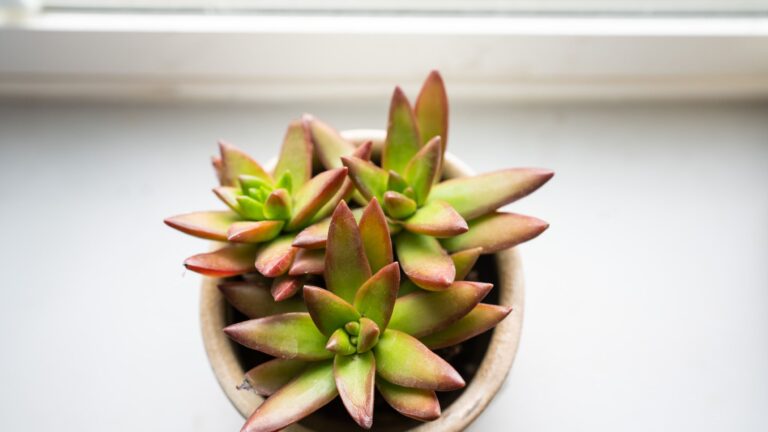 Can Succulents Survive Indoors During Winter