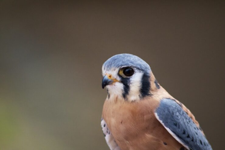 bird sitter