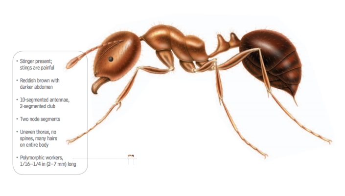 fire ant anatomy