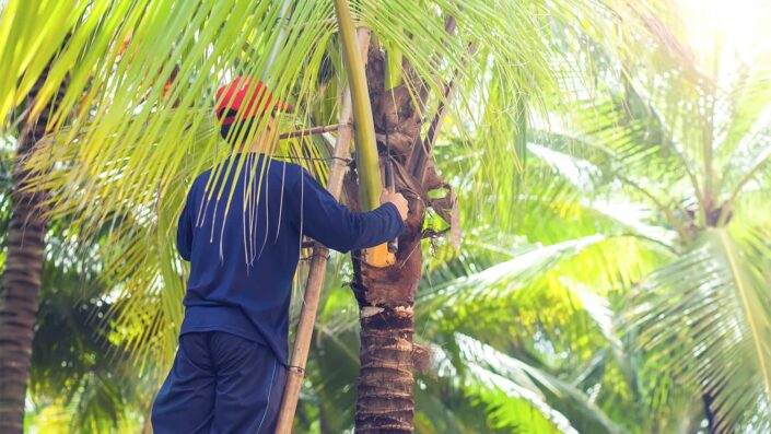 cutting palm trees