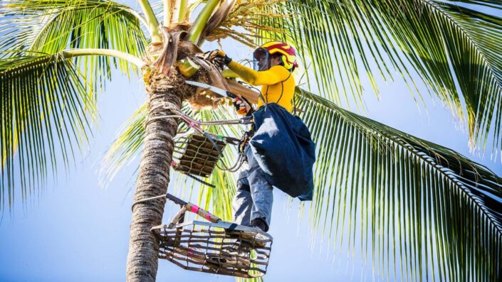 Maui Spikeless Palm Trimming Healthy Palms 1 1024x576