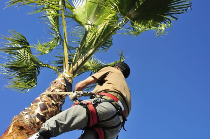 Pruning Palm Trees A Guide To Proper Techniques And Best Practices