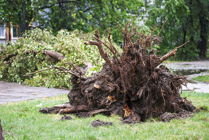 Storm Damage Tree Service Indianapolis