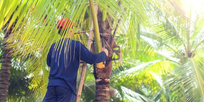 trimming palms 1024x512