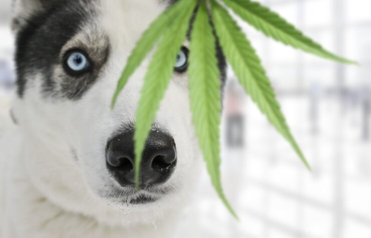 Does CBD really help pets