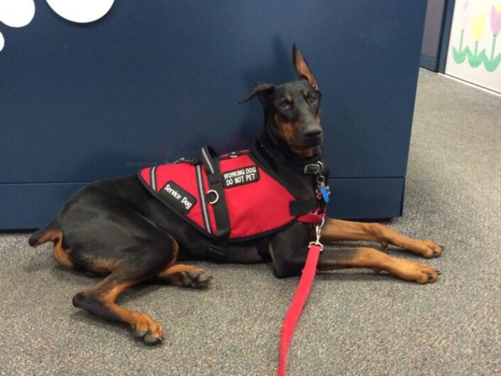 Service Dog Vest